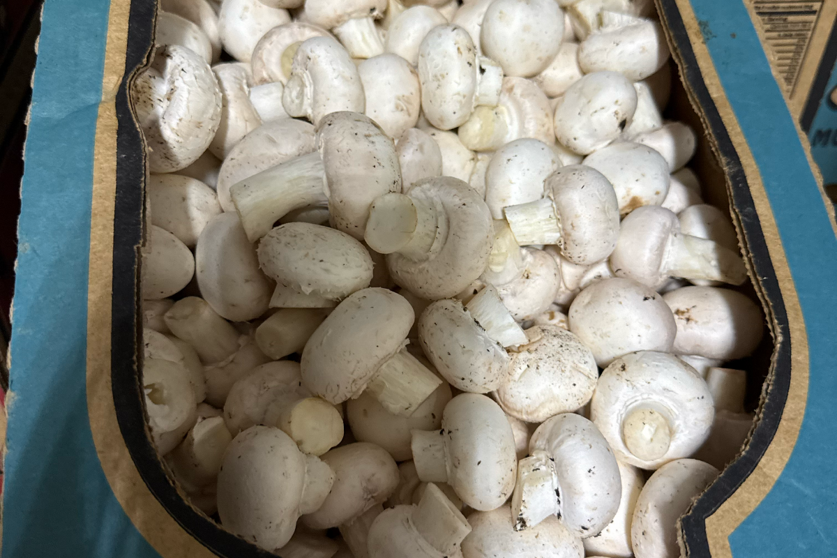 MAK Mushrooms variety 2